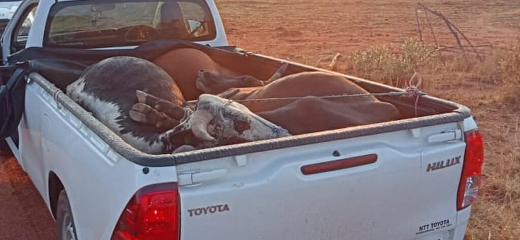 Serial stock thief apprehended in Zvimba