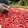 Climate change increasing the bitterness and cost of coffee