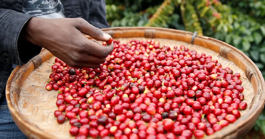 Climate change increasing the bitterness and cost of coffee