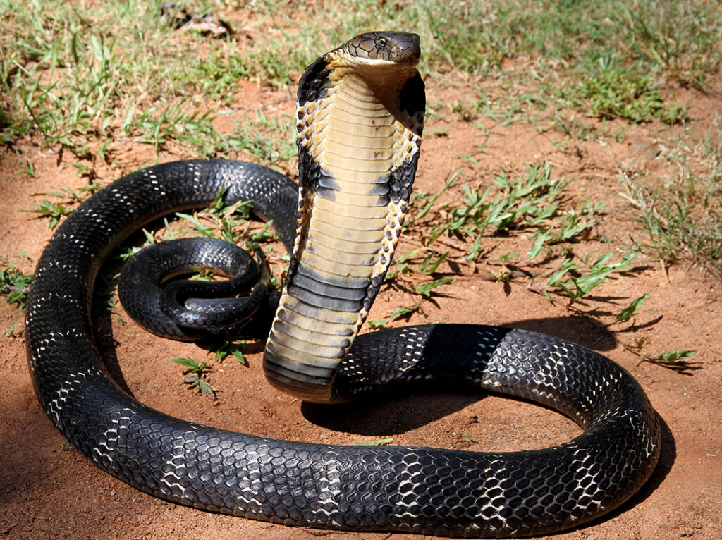 More than 100 Snake Bite Cases Reported Image via Internet
