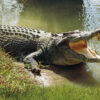 Mysterious Crocodile "Macheni" Strikes Fear in Lake Kariba's Gatche Gatche Community