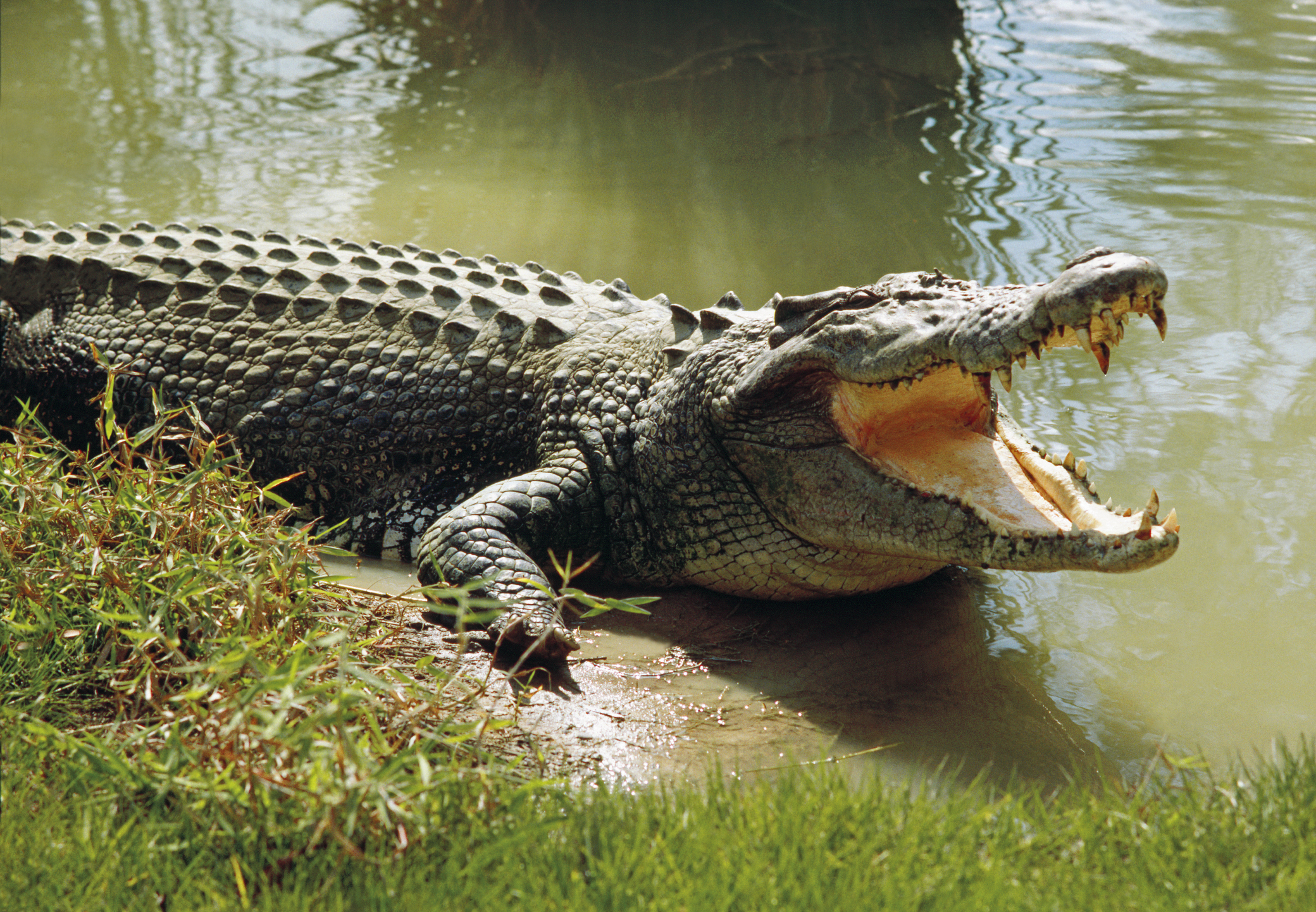 Mysterious Crocodile "Macheni" Strikes Fear in Lake Kariba's Gatche Gatche Community