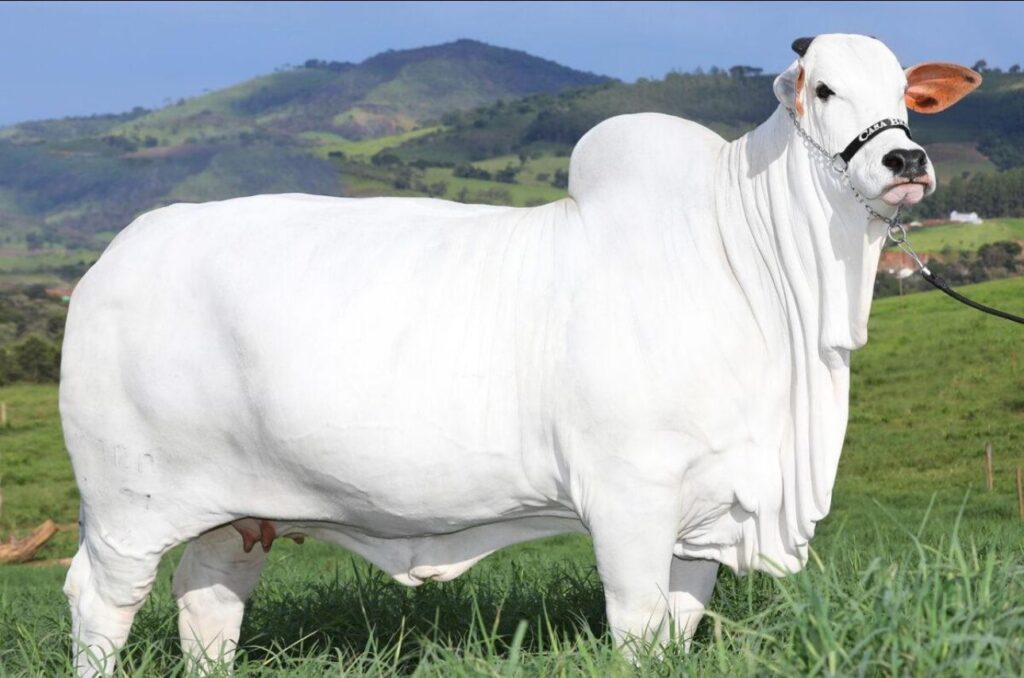 The World's Most Expensive Cow Sold in Brazil for Around $4.8 Million