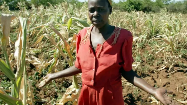 Scorching El Niño Weather Threatens Zimbabwe's Maize Crop