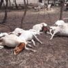 Six Goats Die in Domboshava Amidst Bestiality Storm