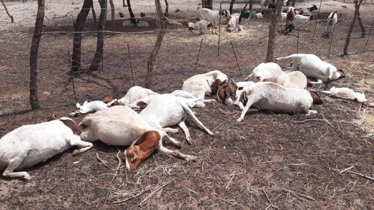 Six Goats Die in Domboshava Amidst Bestiality Storm