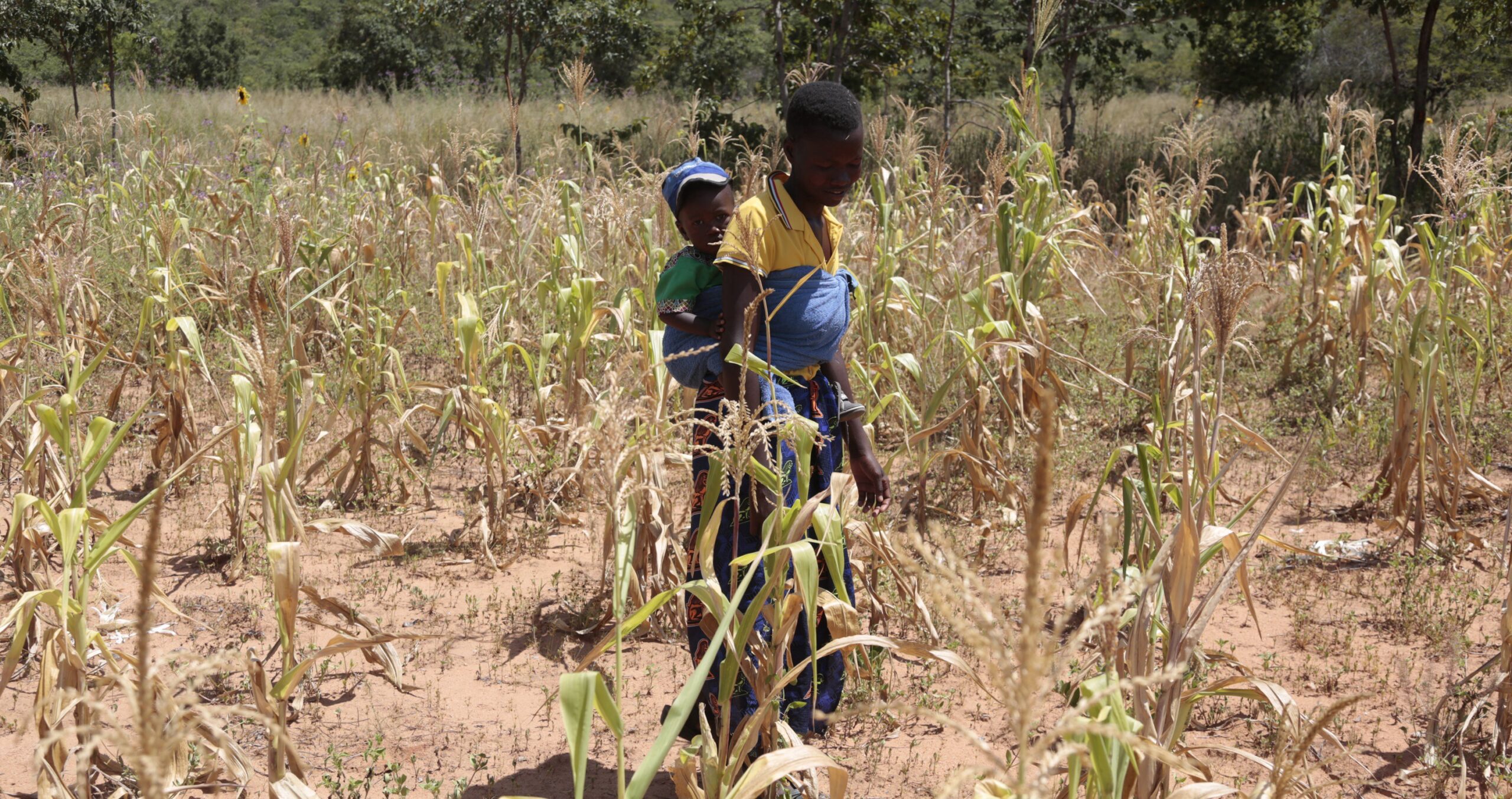 United Nations Seeks US$430 Million For Drought-hit Zimbabwe