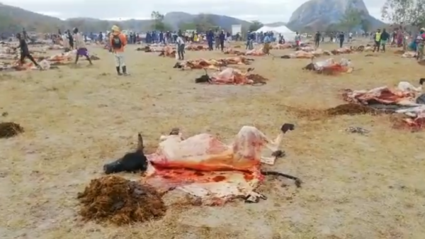 Police Investigate Mass Cattle Slaughter In Mutoko