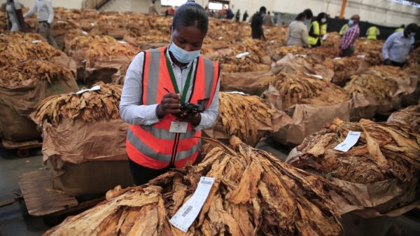 Zimbabwe Tobacco Sales Boom: 200 Million Kg Sold, Revenue Reaches $697 Million