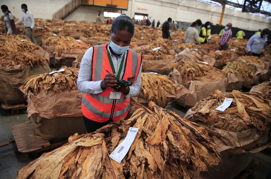 Zimbabwe Tobacco Sales Boom: 200 Million Kg Sold, Revenue Reaches $697 Million