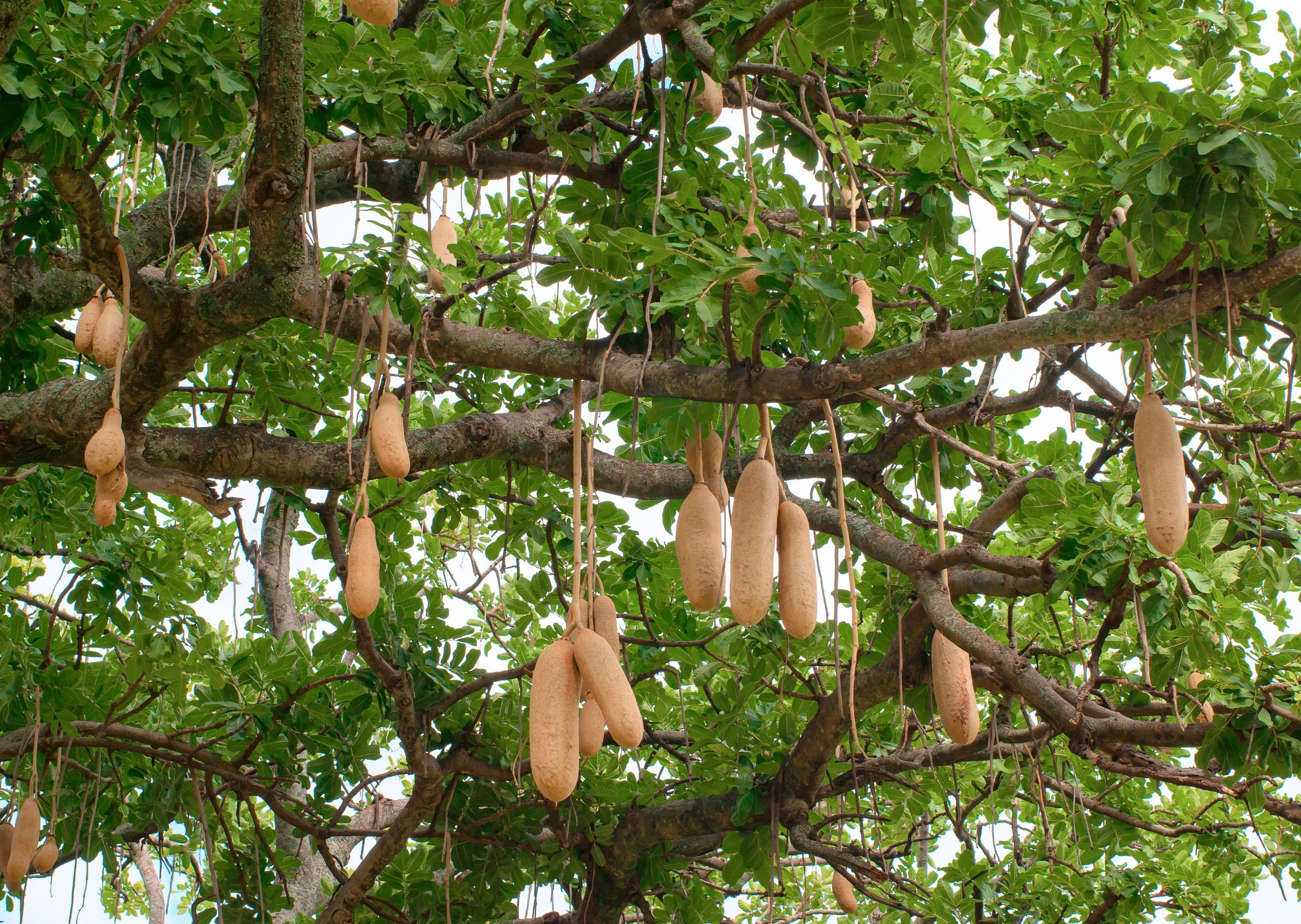 Mumvee Tree Faces Extinction Due To Over-Exploitation