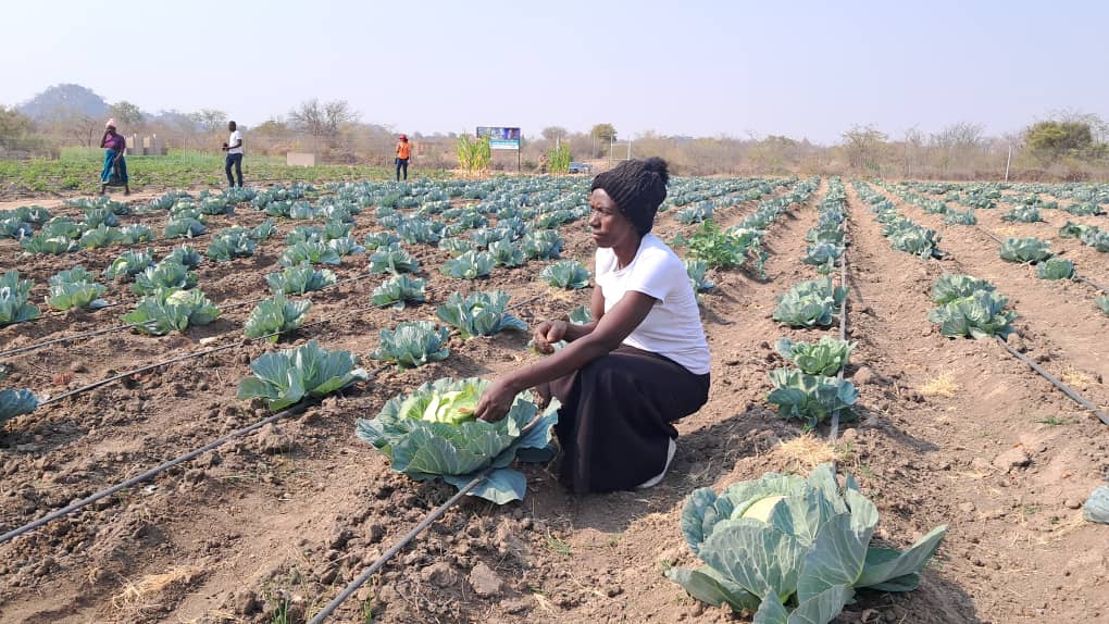 Presidential Boreholes Ignite Green Revolution in El Niño-Affected Rural Areas