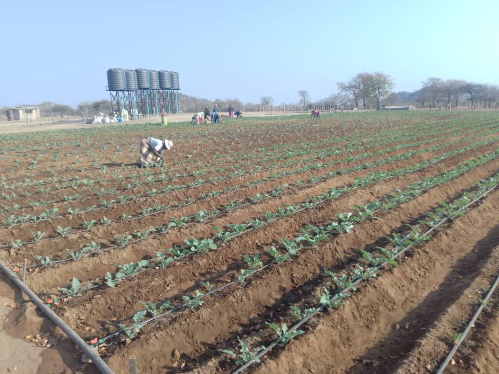 Presidential Borehole Scheme Brings Lifeline to Drought-Hit Gwanda Villagers