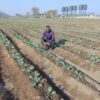 Presidential Borehole Scheme Brings Lifeline to Drought-Hit Gwanda Villagers