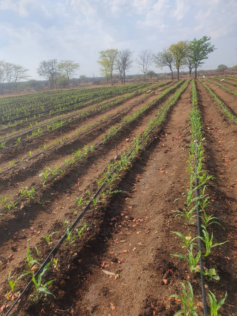 Presidential Borehole Scheme Brings Lifeline to Drought-Hit Gwanda Villagers