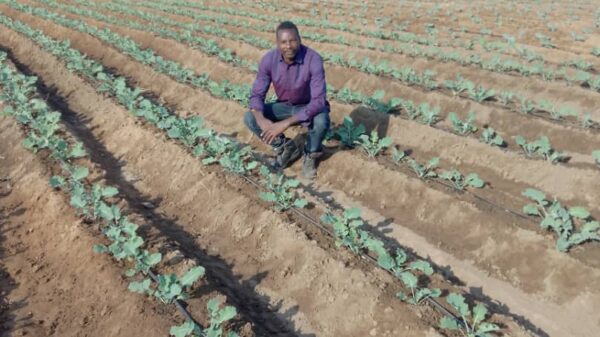 Presidential Borehole Scheme Brings Lifeline to Drought-Hit Gwanda Villagers