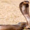 14 Deaths from Snake Bites