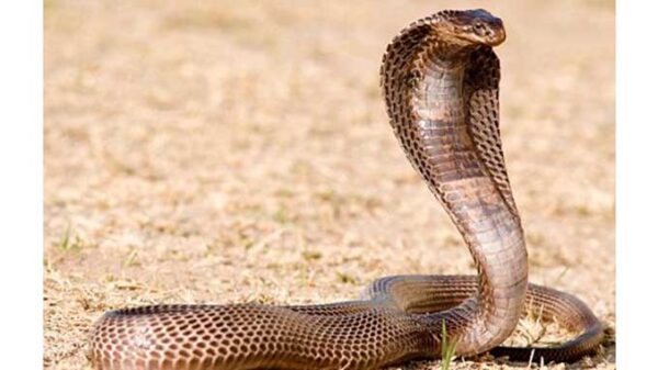 14 Deaths from Snake Bites