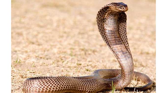 14 Deaths from Snake Bites