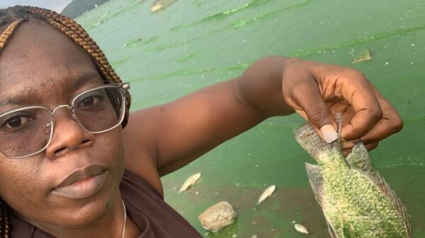 Cyanobacteria Pollution Devastates Wildlife At Lake Chivero Game Reserve