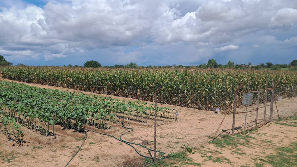 Presidential Borehole Scheme Sparks Agricultural Transformation in Buhera