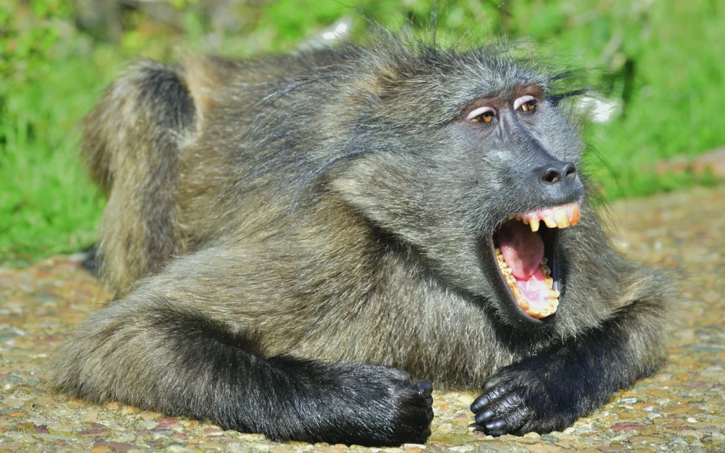 Mwenezi Man Severely Injured by Baboon Attack While Guarding Field, Appeals for Medical Assistance