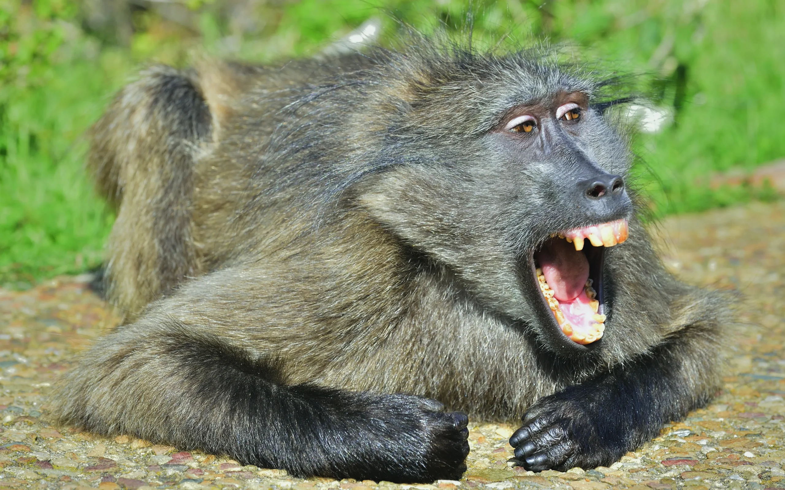 Mwenezi Man Severely Injured by Baboon Attack While Guarding Field, Appeals for Medical Assistance