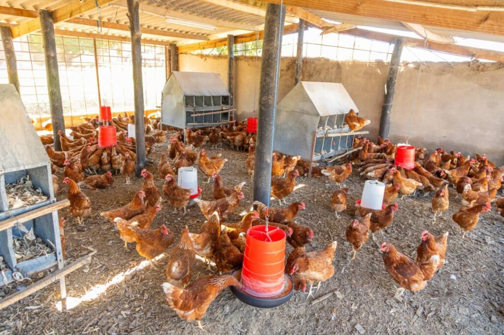 Delta Corporation Donates USD10,000 Worth of Poultry Resources to Tose Respite Centre