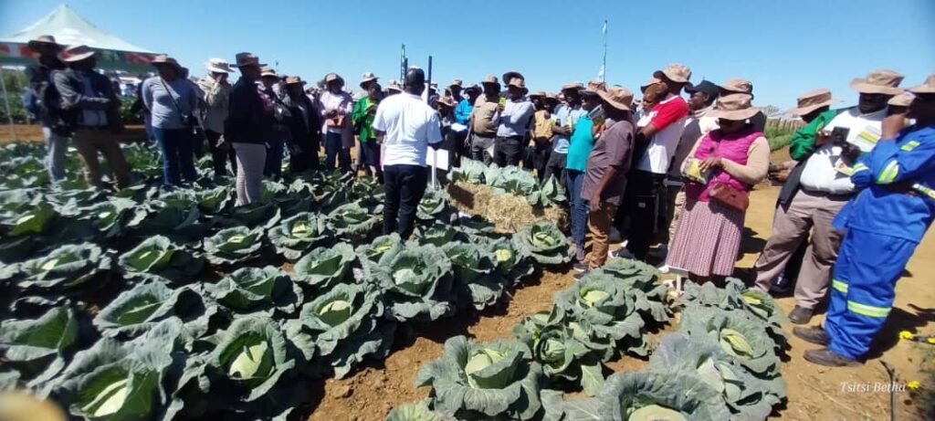 SeedCo Vegetables Champions Disease-Resistant Crops Amid Challenging Weather Conditions