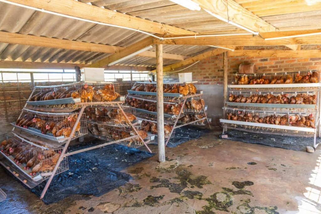 Delta Corporation Donates USD10,000 Worth of Poultry Resources to Tose Respite Centre