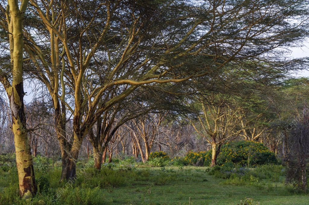 Hwange's Acacia Trees Face Extinction Threat Amidst Elephant Overpopulation